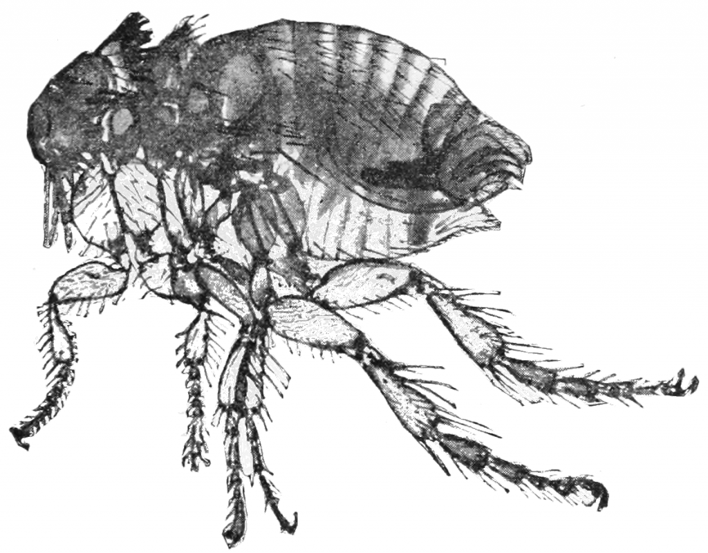 Why Are Fleas So Hard To Squish? Flea bites Ever wonder why fleas