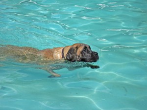 swimmers itch dogs